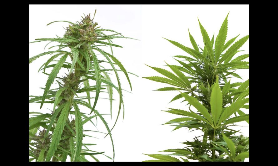 Is Delta-8 Sativa or Indica Better?
